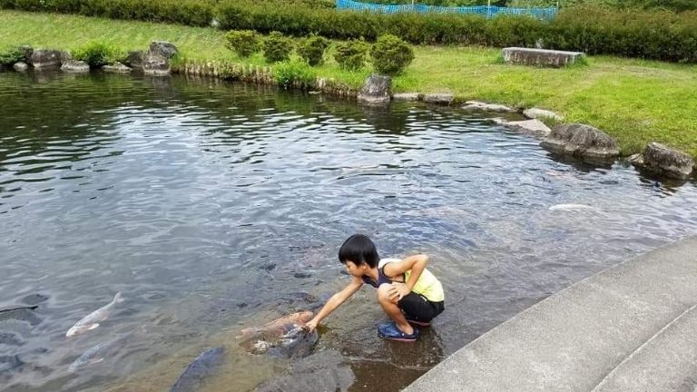 キャンプ場の池の鯉に餌を与える様子