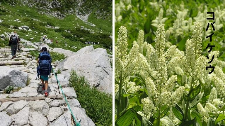 夏の千畳敷カールで出会った高山植物の画像