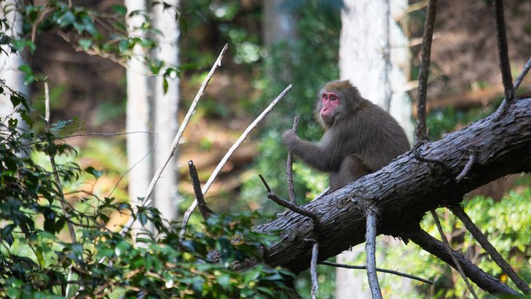 キャンプ場に現れる野生動物のイメージ画像