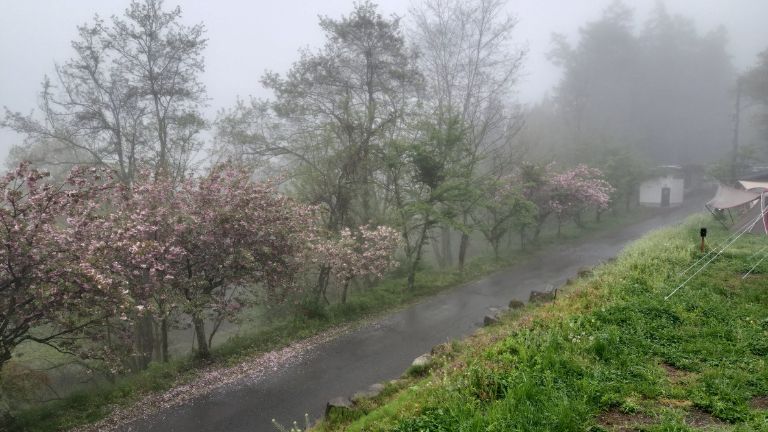 最終日の朝の様子。雨が降ってキリがかかっている画像