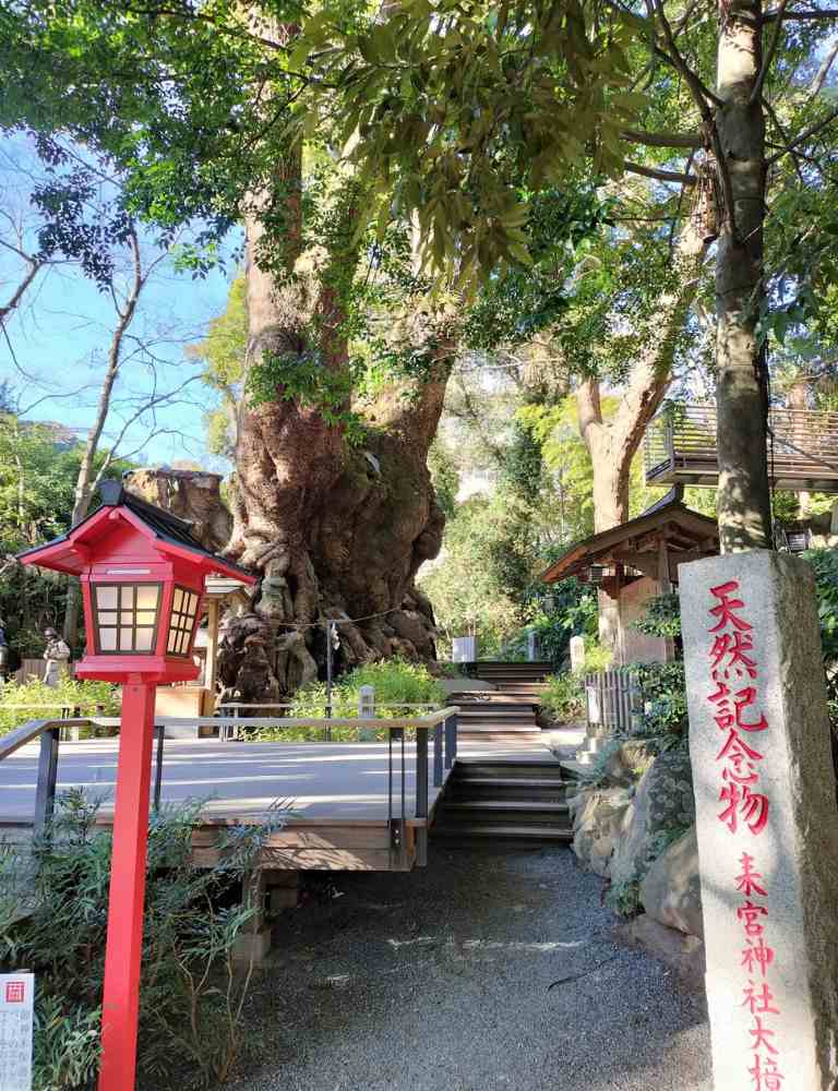 天然記念物に指定されている大楠