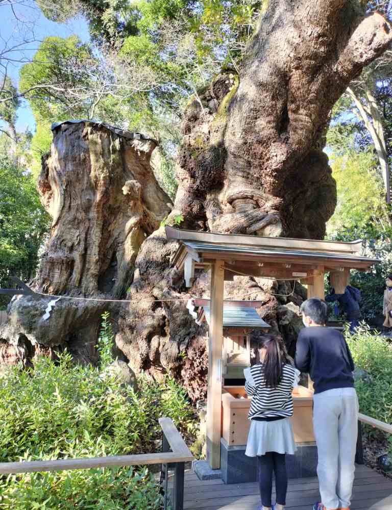 大楠でお参りする様子