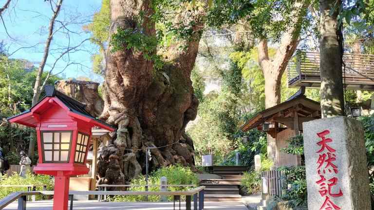 来宮神社の御神木である大楠