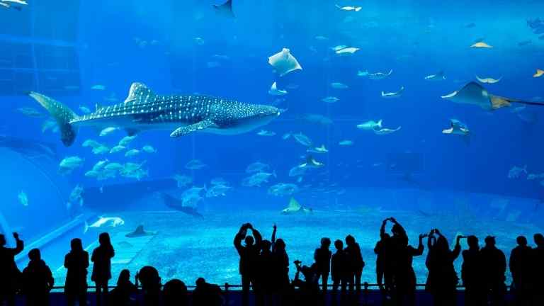 美ら海水族館のじんべいざめ